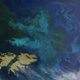Image for article titled The surreal swirls of ocean plankton blooms, seen from space